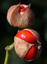 Japanese Spindle